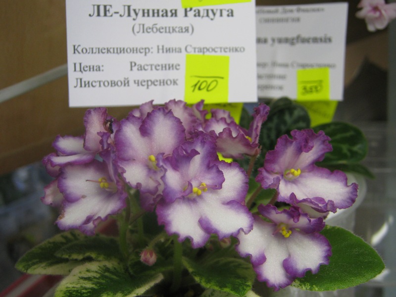 IMG_3489.JPG