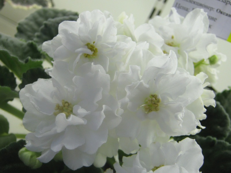Жильчикова ЛиК-Белая Колыбель.JPG