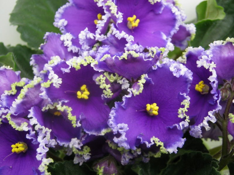 Кузина Reagning Beauty.JPG