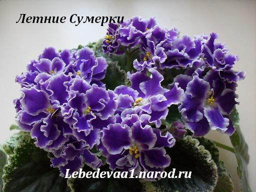 Изображение 265 20-20 текст.JPG