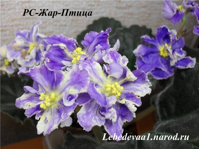 Птица 20-20.jpg