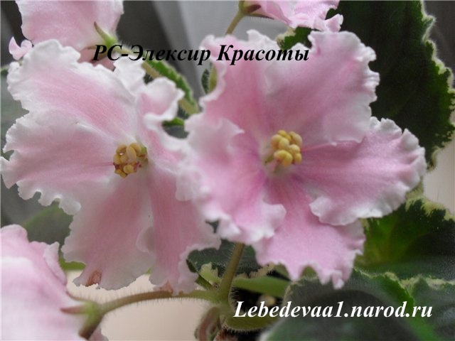 Эликсир Красоты 20-20.jpg