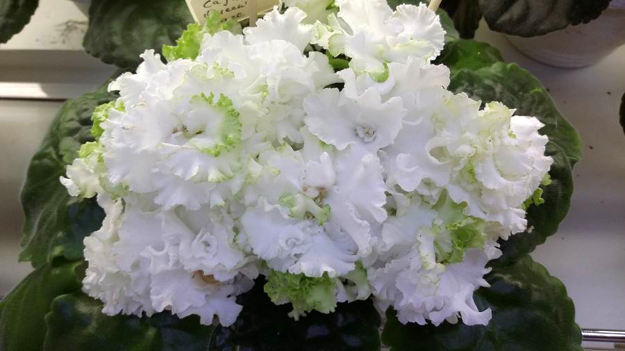Cajuin`s Queen`s Lace.jpg