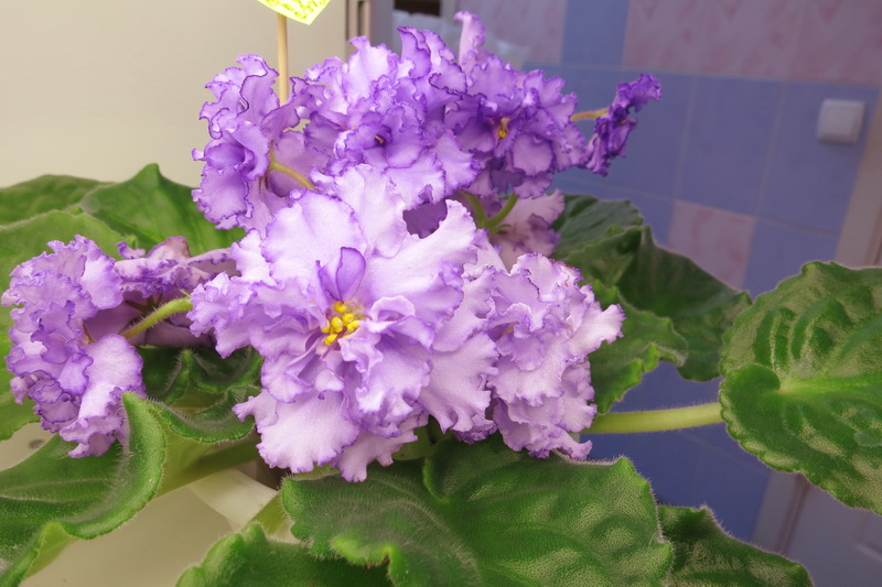 Данилина ЛЕ-Лунная Мелодия.JPG