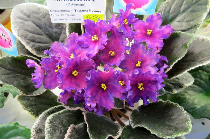 Кузина ЛЕ-Южная Ночь.JPG
