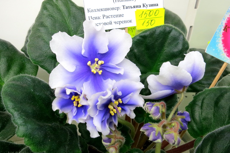 Кузина Humako Inches.JPG