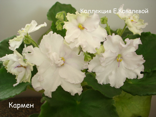 Кармен11.jpg