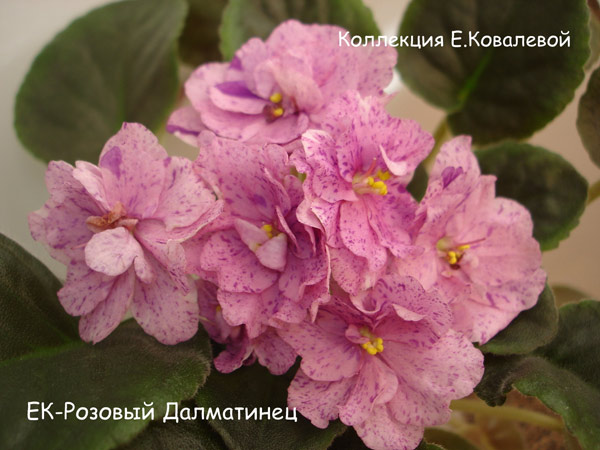 ЕК-Розовый Далматинец-11.jpg