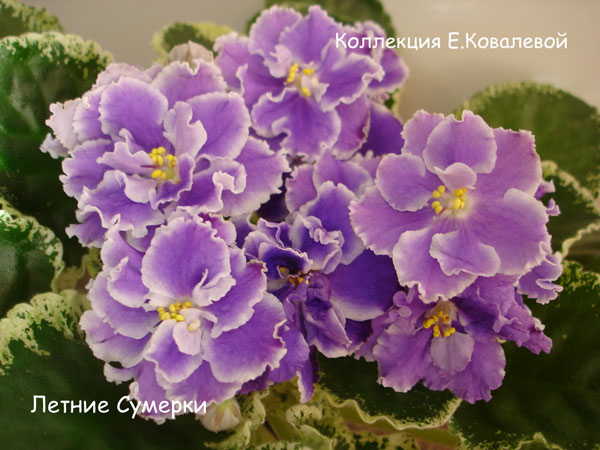 Летние Сумерки-11.jpg