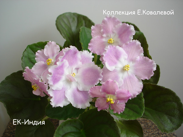 DSC07018.jpg