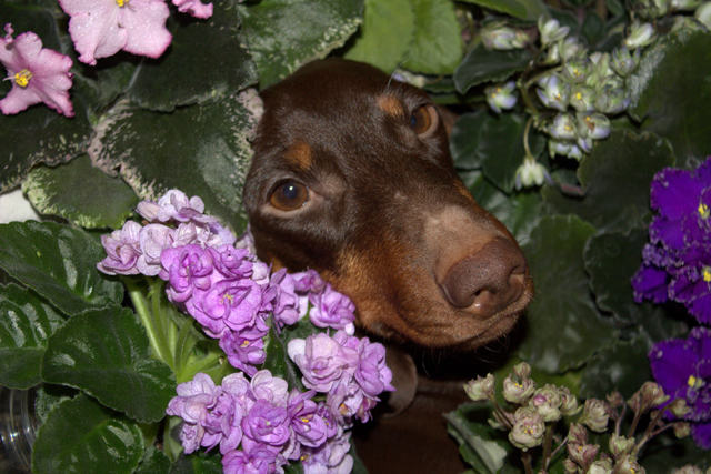 6. coca lola 3.jpg
