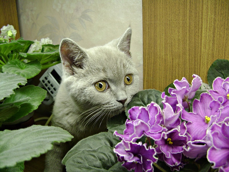 2. Лыкова Людмила Пойман с поличным.JPG