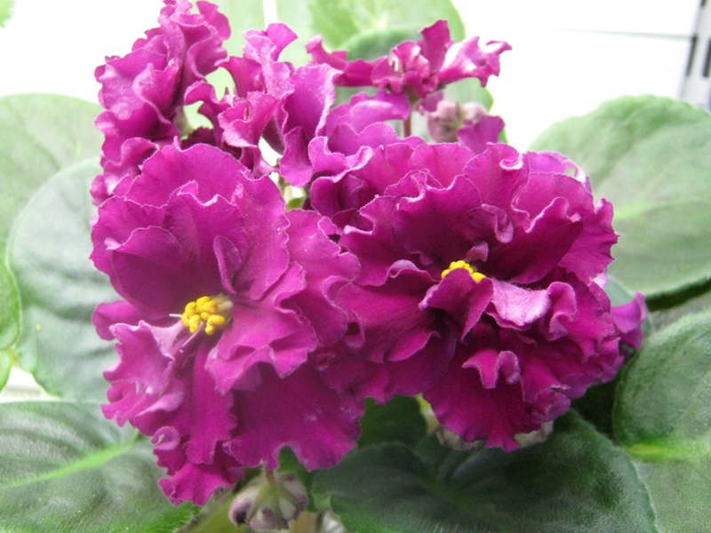 Данилина ЛФ-Эллина.JPG