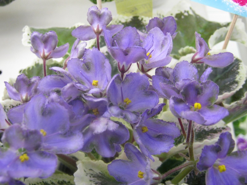 Кузина ПТ-Колокольчики.JPG