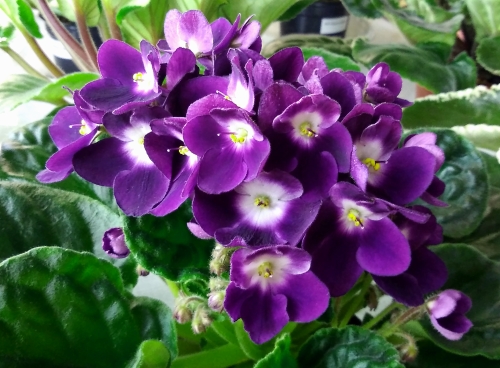Optimara Chagall 30 04 2019 Barabash.jpg
