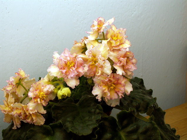 Sunkissed Rose.JPG