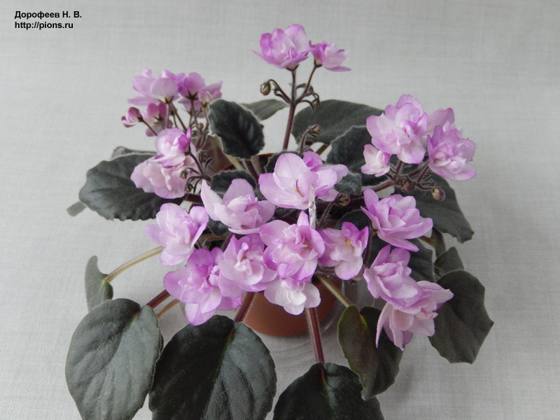 Ness' Satin Rose