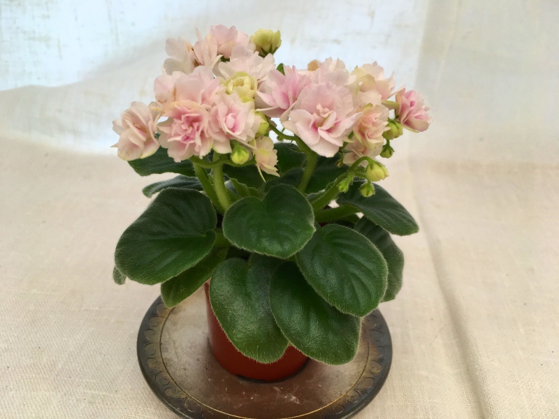 Little Darlin  (S.Sorano)