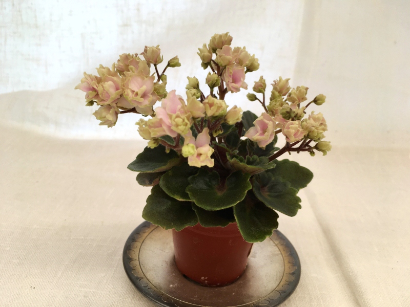 Petite Blarney (H. Pittman)