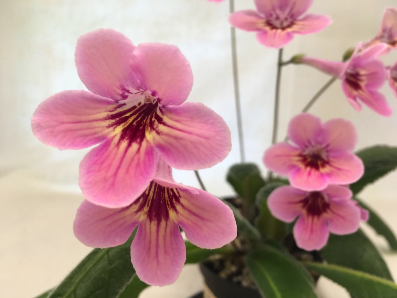 Dale's Salted Caramel (D. Martens)