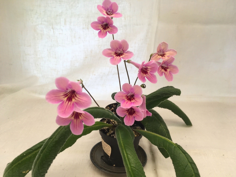 Dale's Salted Caramel (D. Martens)