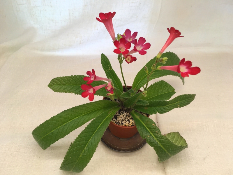Dale's Smokin' Hot (D. Martens)