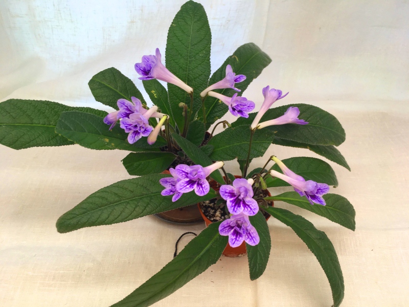 Bristol's Blue Bonnet (R. Robinson)