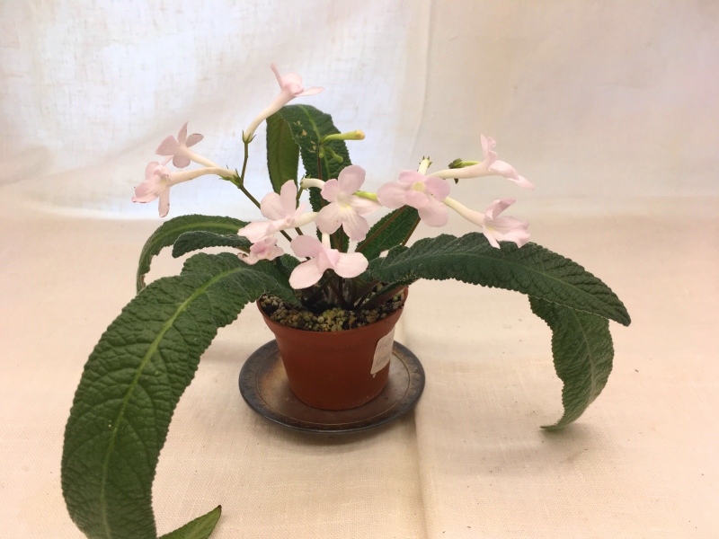 Heartland's Snowflakes (D. Martens)