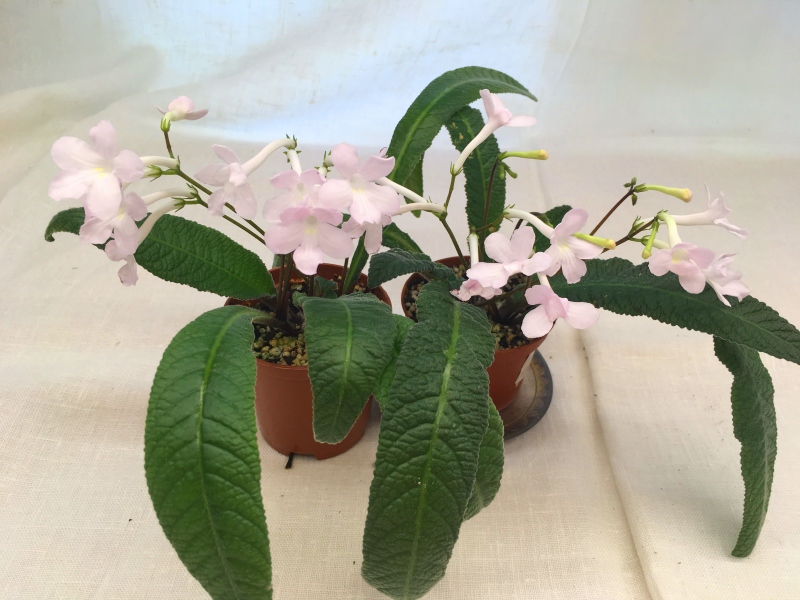 Heartland's Snowflakes (D. Martens)