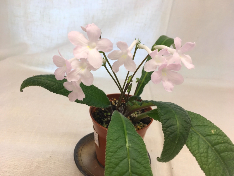Heartland's Snowflakes (D. Martens)