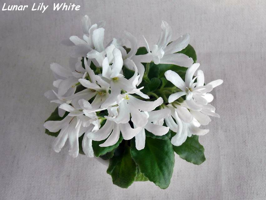 Lunar Lily White.JPG