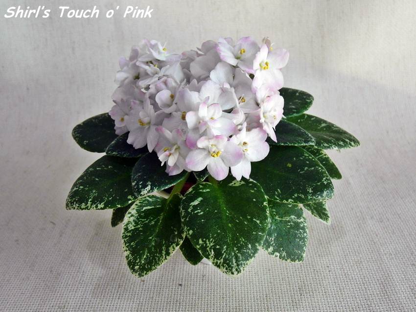 Shirl's Touch O'Pink.JPG