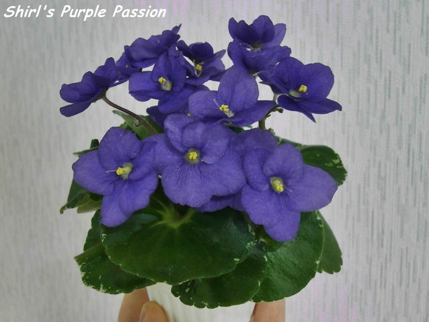 Shirl's Purple Passion.JPG