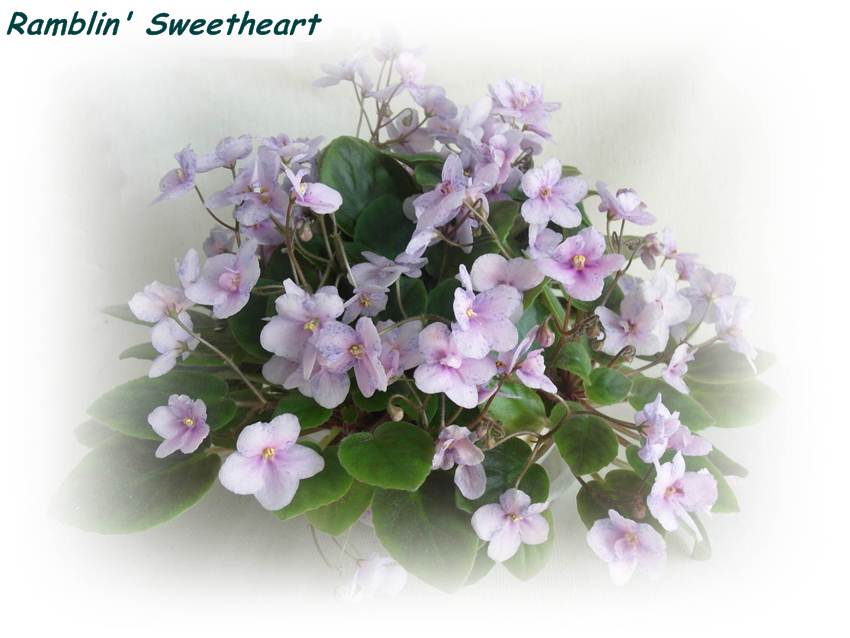 Ramblin' Sweetheart.JPG