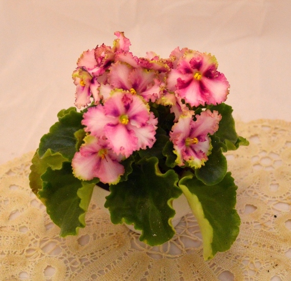 DS-Маргарита (Dimetris) -