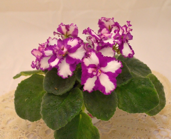 Ness' Cherry Confection	(D.Ness)