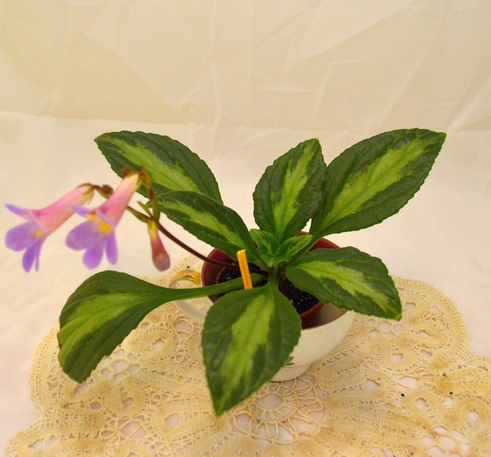 'Nimbus'