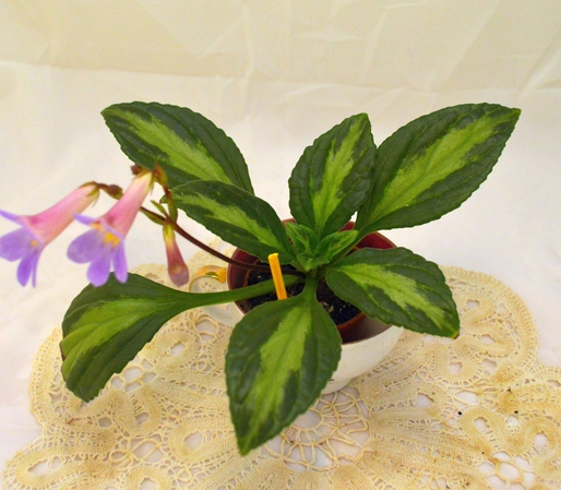 'Nimbus'