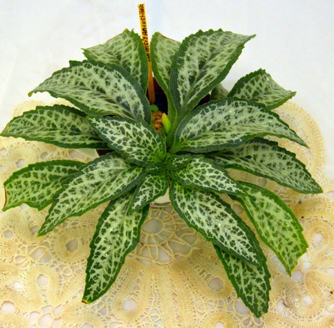 Primulina dryas 'Angustifolia