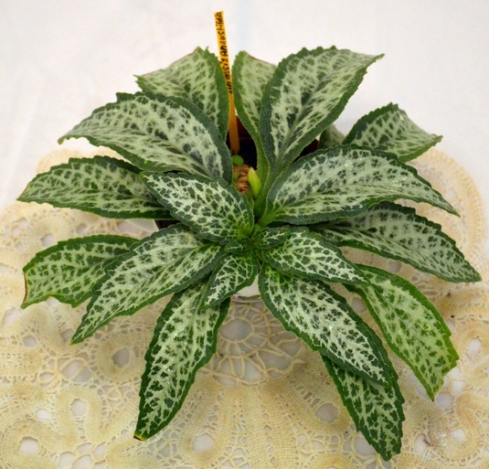 Primulina dryas 'Angustifolia
