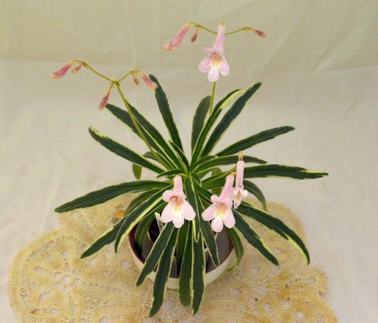 linearifolia variegated