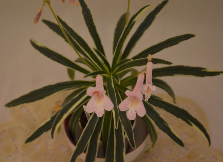 linearifolia variegated