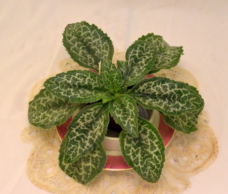 Primulina Sinensis Hisako