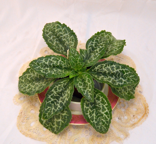 Primulina Sinensis Hisako