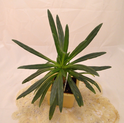 linearifolia