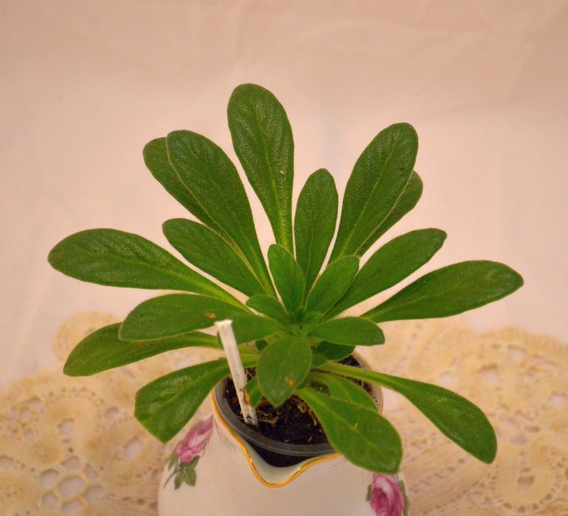 lobularis