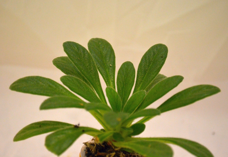 lobularis