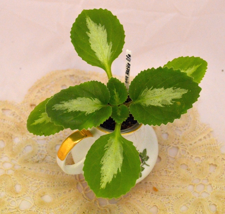 brassicoides 'Marble Leaf'