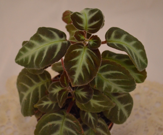 Gloxinella lindeniana