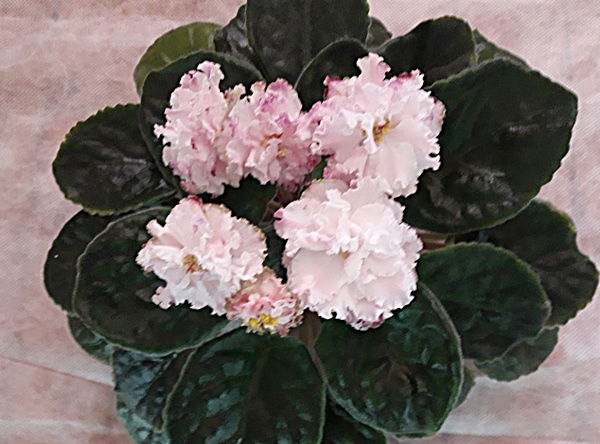 ЛЕ-Кира.jpg